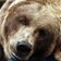 Bart the Bear