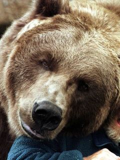 Foto de Bart the Bear